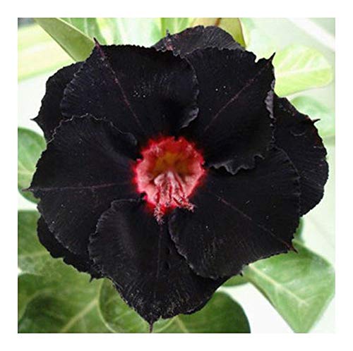 Adenium obesum Black Swamp - Wüstenrose - 3 Samen von Exotic Plants
