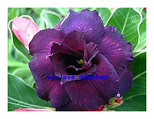 Adenium obesum Deep-purple Doxzon - Wüstenrose - 2 Samen von Exotic Plants