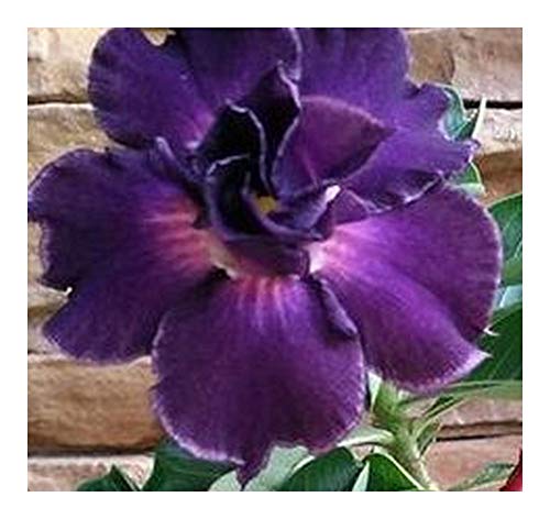 Adenium obesum Royal Purple - Wüstenrose Royal Purple - 3 Samen von Exotic Plants