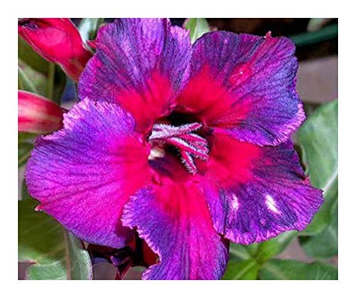 Adenium obesum Thailand - Wüstenrose - 3 Samen von Exotic Plants