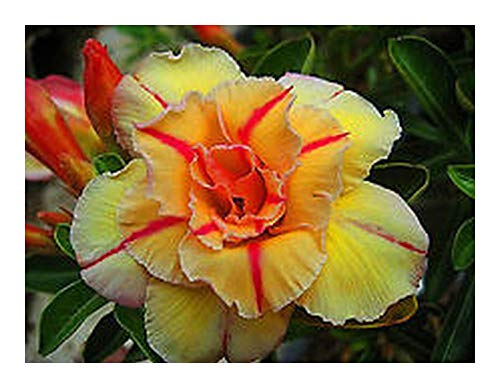 Adenium obesum Tongake - Wüstenrose - 3 Samen von Exotic Plants