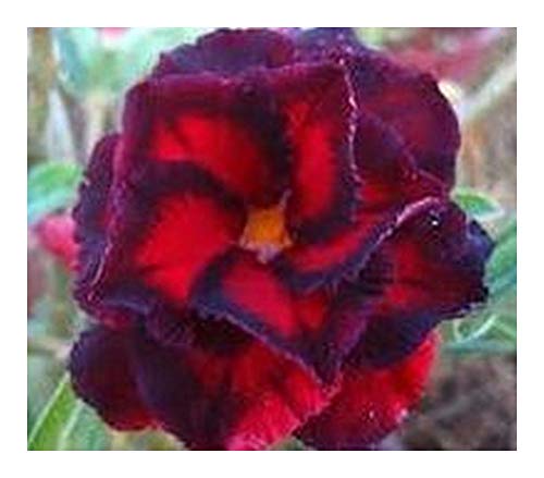 Adenium obesum Triple Manificent - Wüstenrose Triple Manificent - 3 Samen von Exotic Plants