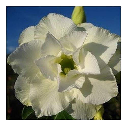 Adenium obesum Whitehouse - Wüstenrose - 3 Samen von Exotic Plants