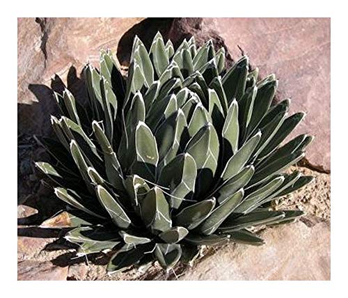 Agave ferdinandi-regis - König der Agaven - 10 Samen von Exotic Plants