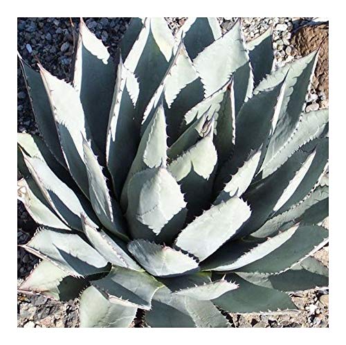 Agave neomexicana - syn: Agave parryi subsp. neomexicana - 5 Samen von Exotic Plants