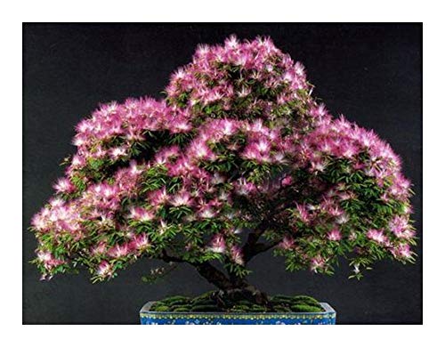Albizia julibrissin - Seidenbaum - Seidenakazie - Schlafbaum - 15 Samen von Exotic Plants