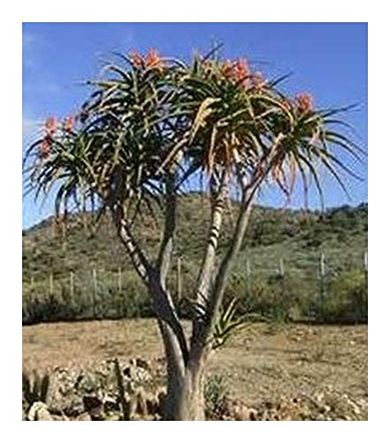 Aloe bainesii - Baum-Aloe - 10 Samen von Exotic Plants