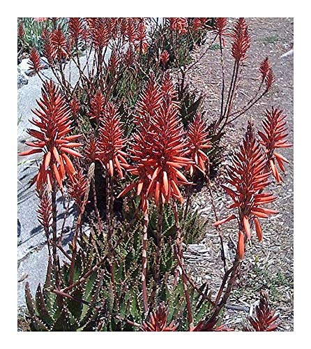 Aloe castanea - Katzenschwanz Aloe - 10 Samen von Exotic Plants