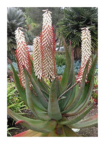 Aloe ferox white - Bitteraloe - 5 Samen von Exotic Plants