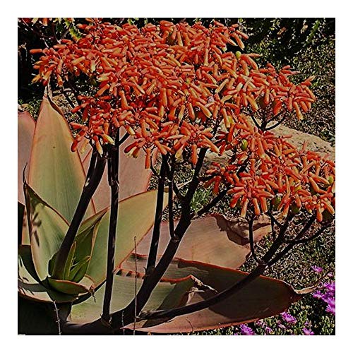 Aloe striata - Korallen-Aloe - 10 Samen von Exotic Plants