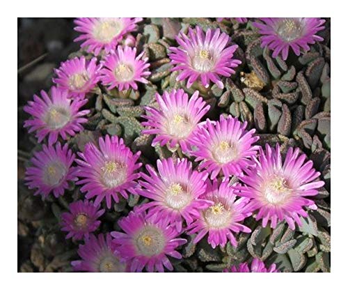 Aloinopsis spathulata - Mesembryanthemen - 15 Samen von Exotic Plants