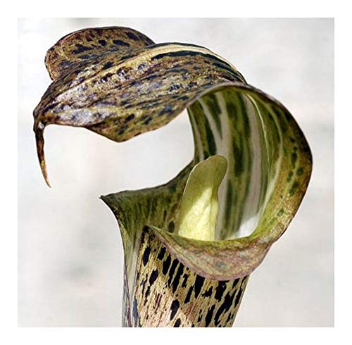 Arisaema nepenthoides - Feuerkolben - Kobralilie - 5 Samen von Exotic Plants