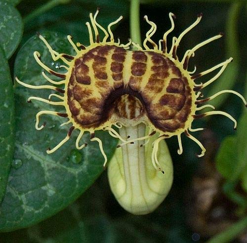 Aristolochia fimbriata - Pfeifenwinde - 10 Samen von Exotic Plants