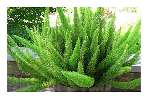 Asparagus densiflorus Mazeppa - Mazeppa Farn - 10 Samen von Exotic Plants