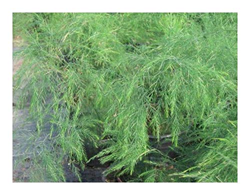 Asparagus virgatus - Tiki Farn - Besen Farn - 10 Samen von Exotic Plants