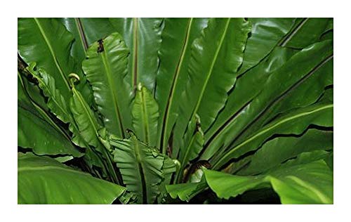Asplenium nidus - Nestfarn - 100 Samen von Exotic Plants