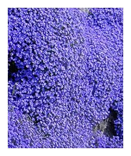 Aubrieta deltoidea Royal Blue – Blaublühende Aubrieta - 15 Samen von Exotic Plants