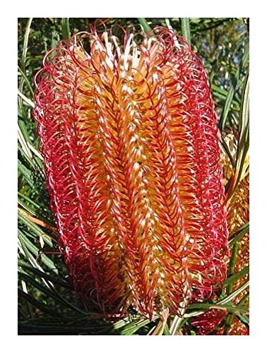 Banksia occidentalis - Rote Sumpf-Banksie - 5 Samen von Exotic Plants