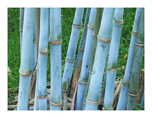 Blauer Bambus - Bambusa textilis - 15 Samen von Exotic Plants