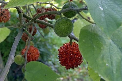 Broussonetia papyrifera - Papiermaulbeerbaum - 50 Samen von Exotic Plants