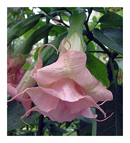 Brugmansia Ecuador Pink - Engelstrompete - 5 Samen von Exotic Plants