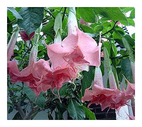 Brugmansia Pink Delight - Engelstrompete - 5 Samen von Exotic Plants