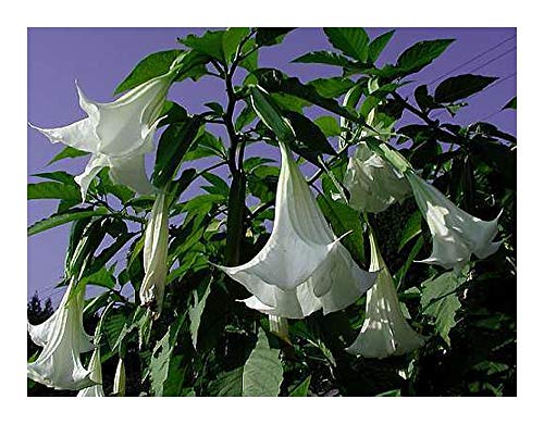 Brugmansia arborea - Engelstrompete - 5 Samen von Exotic Plants