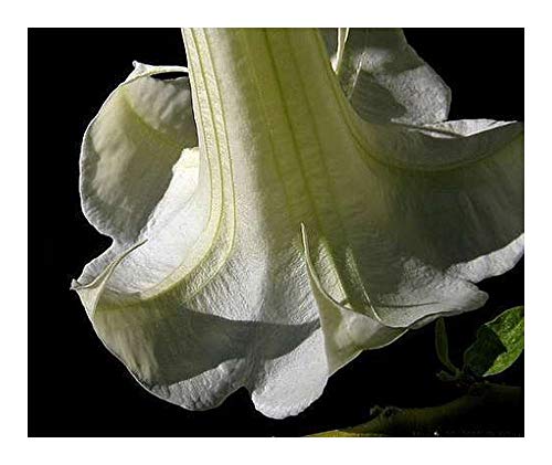 Brugmansia double white - Engelstrompete - 5 Samen von Exotic Plants