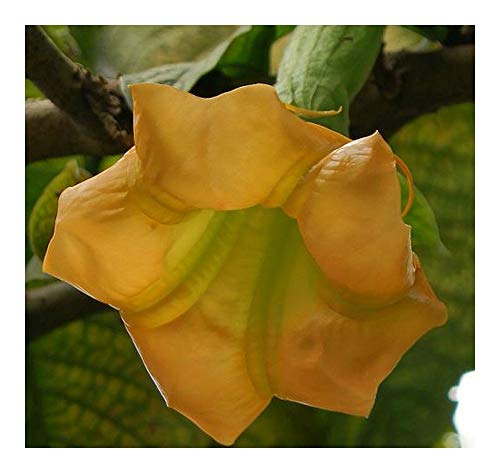 Brugmansia sanguinea Aurea - Goldene Engelstrompete - 5 Samen von Exotic Plants