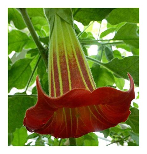 Brugmansia sanguinea - Rote Engelstrompete - 5 Samen von Exotic Plants