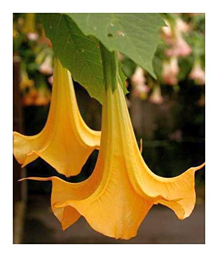 Brugmansia versicolor - Engelstrompete - 5 Samen von Exotic Plants