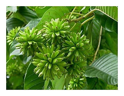 Camptotheca acuminata - Chinesischer Glücksbaum - 10 Samen von Exotic Plants