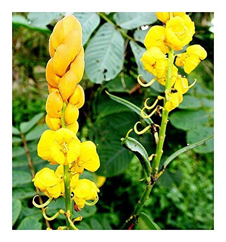 Cassia angustifolia - Indische Senna - 10 Samen von Exotic Plants