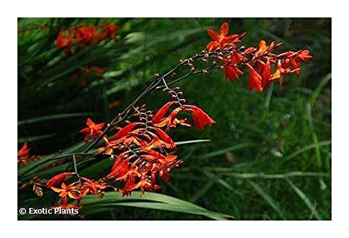 Chasmanthe aethiopica - Kobralilie - 5 Samen von Exotic Plants