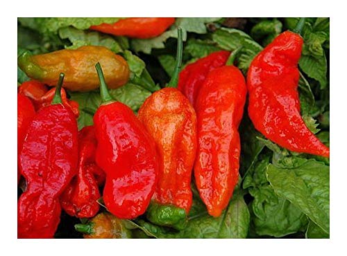 Chili Bhut Jolokia hot pepper - Chili - 10 Samen Chili Bhut Jolokia hot pepper - Chili - 10 Samen von Exotic Plants