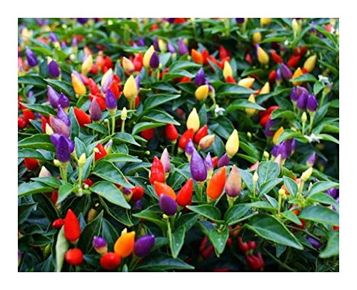 Chili Pepper Bolivian Rainbow - Regenbogenfarbige Chili - 5 Samen von Exotic Plants