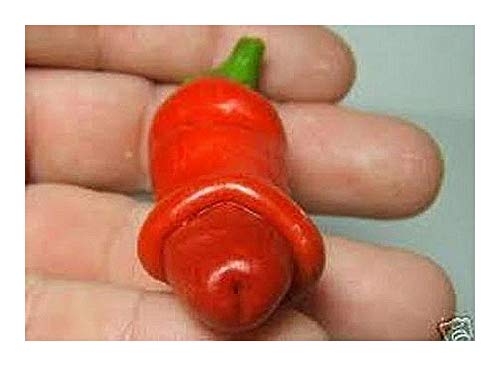 Chili Peter Pepper Red - Chili - 10 Samen von Exotic Plants