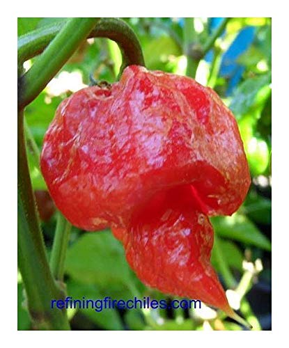 Exotic Plants Chili Trinidad Scorpion Butch T Strain - Chili - 5 Samen Exotic Plants Chili Trinidad Scorpion Butch T Strain - Chili - 5 Samen von Exotic Plants