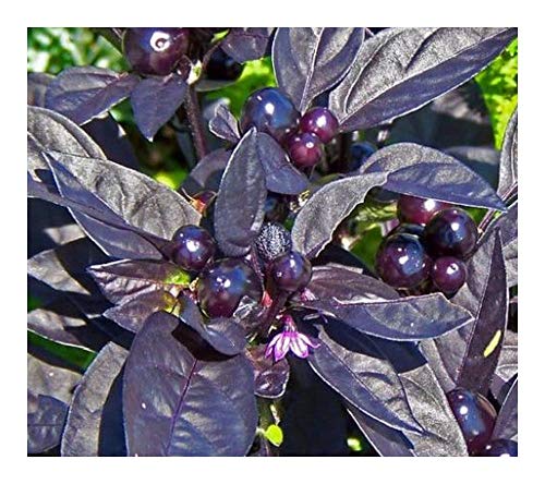 Chilli Black Pearl - Chili schwarze Perle - 5 Samen von Exotic Plants