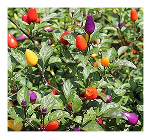 Exotic Plants Chilli Chinese 5 Color Chili Pepper - Chili 5 Farben - 5 Samen von Exotic Plants