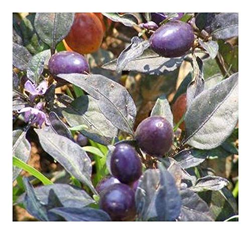 Chilli Hot Pretty Purple - Chilli violett - scharf - 5 Samen von Exotic Plants