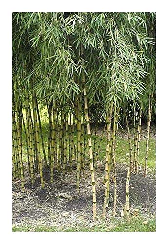 Chusquea culeou - winterharter Bambus - 50 Samen von Exotic Plants