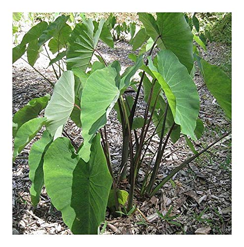 Colocasia fallax - Silberblatt Elefantenohr - 10 Samen von Exotic Plants