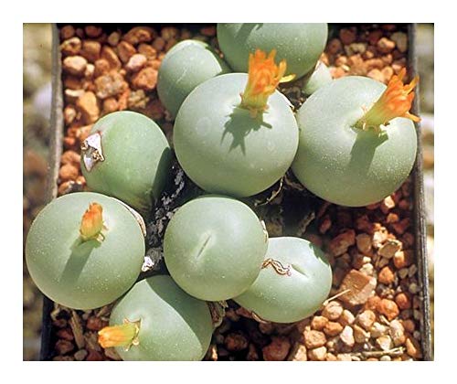 Conophytum calculus - Sukkulente - 10 Samen von Exotic Plants