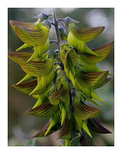 Crotalaria cunninghamii - Gr?ne Vogelblume - 5 Samen von Exotic Plants