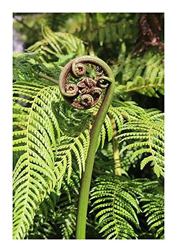 Cyathea gleichenioides - Korallen Baumfarm - 50 Samen von Exotic Plants