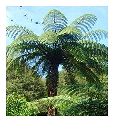 Cyathea medullaris - schwarzer Baumfarn - 50 Samen von Exotic Plants