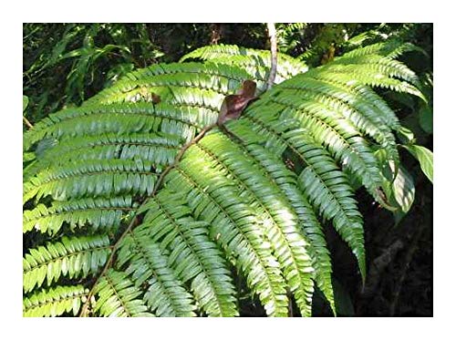 Cyathea moluccana - Farn - 50 Samen von Exotic Plants