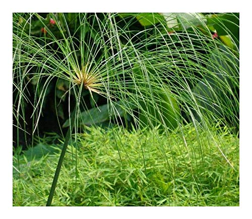 Cyperus papyrus - Echter Papyrus - Papyrusstaude - 15 Samen von Exotic Plants