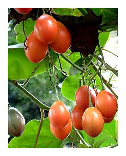 Cyphomandra betacea - Baumtomate - Tamarillo - 15 Samen von Exotic Plants